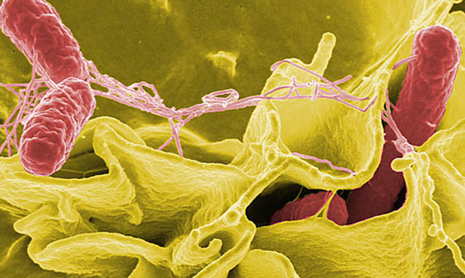 Salmonella vista a través del microscopio.
