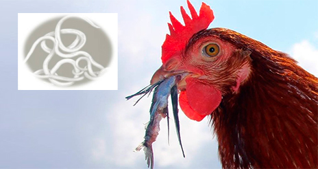 Anisakis en el pollo: cuando se fuerza la naturaleza, ésta nos devuelve problemas