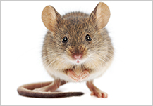 Consejos para controlar las infestaciones de ratones en el interior de las instalaciones
